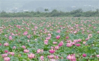 [포토]처서에 만개한 연꽃 장관 