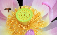 [포토]연꽃에서 꿀을 수확하기에 분주한 꿀벌들