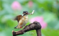 [포토]먹이감 잡아채는 '물총새'