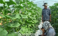 고창 황토멜론 전국 최고의 멜론으로 부상 노력