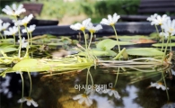 [포토]아름다운 자태 뽐내는 어리연꽃