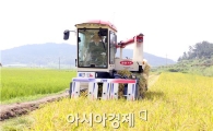 영광군, 햅쌀용 조생종 벼 첫 수확