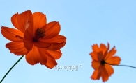 [포토]수묵화처럼 핀 황하코스모스