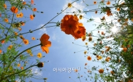 [포토]코스모스 위로 펼쳐진 가을 하늘 