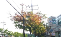 수원시 '황화현상' 가로수 '생육환경개선' 나선다