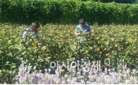 곡성군 겸면, 가을풍경속의 ‘백색향연’시작