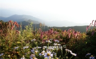 [포토]지리산 노고단 천상정원 보랏빛 물결 장관