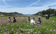 장성 황룡강에 오색물결 코스모스 ‘활짝’