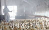전남서 발견된 AI 의심 조류, 고병원성 확진…향후 조치는?