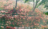 [포토]꽃무릇으로 불타는 함평 용천사
