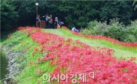 [포토]붉디 붉은 꽃무릇 절정 