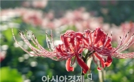 [포토]이슬 머금은 꽃무릇