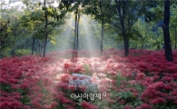 [포토]아침햇살 받은 환상적인 꽃무릇
