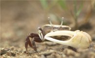 한려해상국립공원 멸종위기 흰발농게 개체 증가