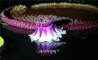 [화보]함평자연생태공원에 꽃의 여왕 “빅토리아 연꽃”만개