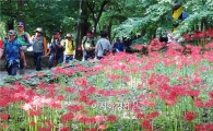 [포토]상춘객 유혹하는 붉디붉은 꽃무릇