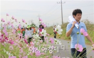 “추석명절, 가족과 코스모스길 걸어보세요”
