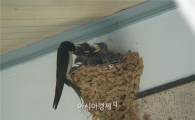 동화 속 전설의 새?…서울에 '제비' 650마리 산다
