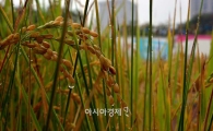 [포토]벼이삭에 맺힌 가을비 