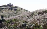 [포토]출렁이는 장흥 천관산 은빛억새