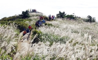 [포토]장흥 천관산 은빛억새 인파 북적