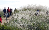 [포토]출렁이는 은빛억새