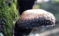 천고마비의 계절, “장흥표고버섯이  건강을 품었다”