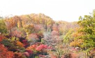 울긋불긋 480여종 단풍나무들의 가을빛 향연