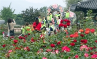 [포토]가을장미 향기 가득한 곡성심청축제 개막