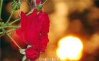 [포토]낙조와 화사한 빨간장미