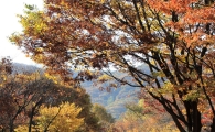 "청명한 가을, 서울대공원서 단풍·장미 즐기세요"