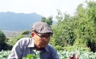 장흥 와송농원, 유기농 보라빛 "콜라비" 수확