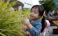 "고사리 손으로 벼베기 할래요” 