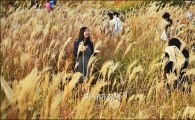 [포토]하늘공원 억새 절정