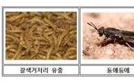 ‘곤충=미래 신약의 보고(寶庫)’, 곤충으로 치매 예방?
