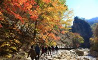 [여행만리]가을의 황홀한 습격 '관광주간' 이곳이 명소다