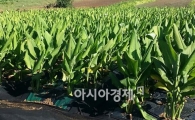 전남한방산업진흥원,강황 재배법 연구로 우수상 수상