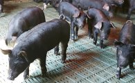 '금보다 돼지'…혼란한 시장서 뜨는 '이색 안전자산'