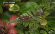 “귀뚜라미 키우기 우울증 치료에 도움” 곤충도 반려동물?