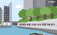 [인포그래픽] 청계천 복원 10년만에 물고기들이…