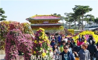 [포토]국화향기 그윽한 함평국화축제장 휴일인파 북적