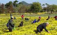 [포토]식용국화 따는 관광객들