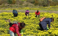 [포토]함평국향대전에 오셔서 '식용국화' 따 가세요