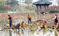 [포토]광주시 북구, 양산제 연꽃 제거 작업