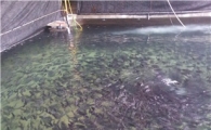 보령화력·남제주화력 온배수 양식장에 활용한다