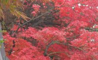 [포토]가을비 내리는 서울 
