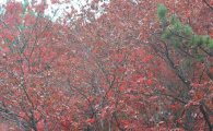 [포토]가을비 내리는 풍경 
