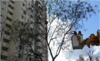 노원구 큰나무 가지치기, 일석삼조 효과 본 이유? 