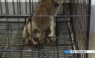 부산에서 발견된 멸종위기 슬로로리스 원숭이, 누가 버렸나…