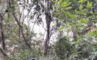 완도수목원 붉가시나무숲, 탄소 저장량과 흡수량 탁월